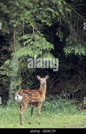 Spotted Deer hind en livrée d'été Banque D'Images