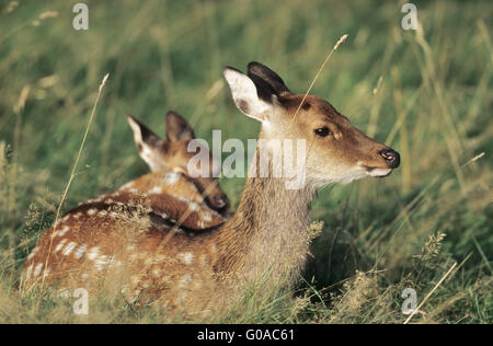 Le cerf sika hind et le faon se reposant dans une forêt prairie Banque D'Images