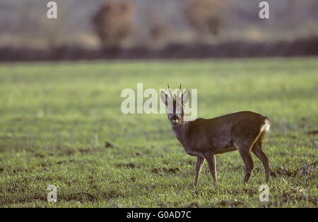 Chevreuil buck avec restes de bois de velours sur son Banque D'Images