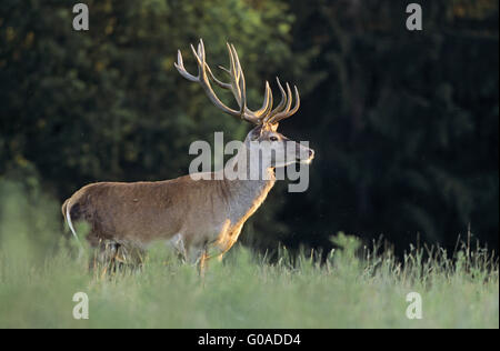 Red Deer stag en fin de l'été Banque D'Images