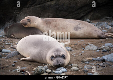 L'éléphant (Mirounga angustirostris) portant sur un rivage rocailleux. Près de San Simeon, en Californie, USA. Banque D'Images