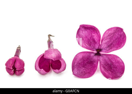 Gowth étapes de fleur lilas, Syringa vulgaris, isolated on white Banque D'Images