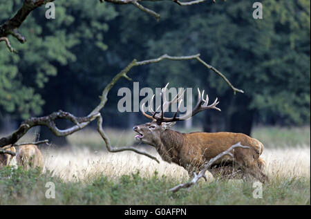 Feu de Red Deer stag et hinds sur une forêt prairie Banque D'Images
