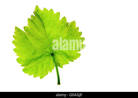 Feuilles de vigne (Vitis vinifera) Banque D'Images