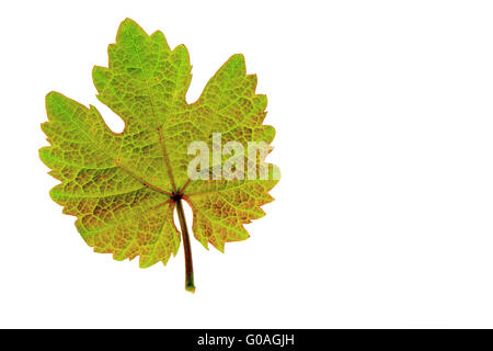 Feuilles de vigne (Vitis vinifera) Banque D'Images