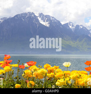 Fleurs contre les montagnes et le lac Léman à partir de la digue à Montreux. La Suisse Banque D'Images