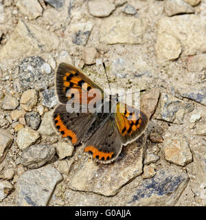 Lycaena phlaeas, petite, Cuivre Cuivre Américain Banque D'Images