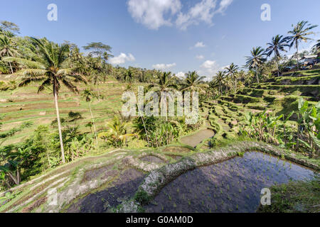 Les terrasses de riz de Tegallalang à Bali, Indonésie Banque D'Images