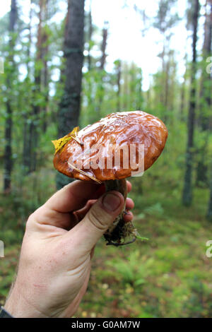 Belle de champignons Boletus badius dans l'humain Banque D'Images