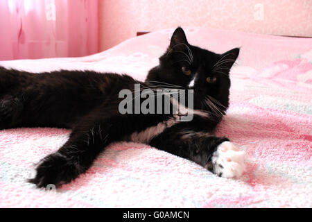 Chat noir allongé sur le lit matrimonial rose Banque D'Images