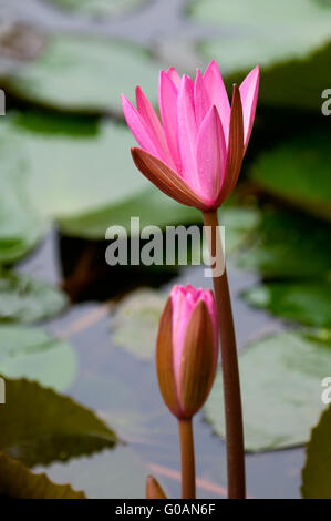 Le nénuphar rose et bud se pencher ensemble Banque D'Images