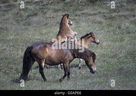 Jument poney Exmoor et poulains jouant dans les dunes Banque D'Images