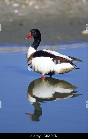 Un tadorne de gander avec image miroir Banque D'Images