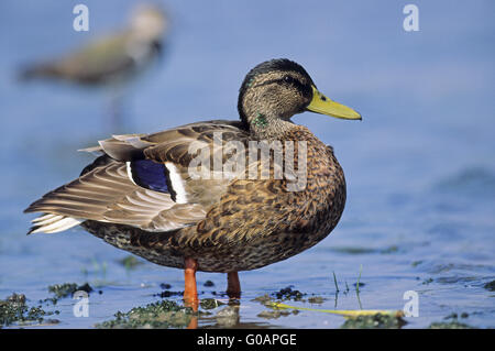 Un Mallard drake en mue (moult) Banque D'Images