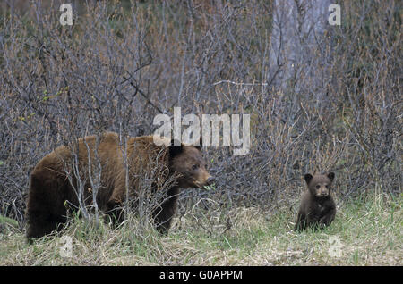 Un Ours Noir Cannelle sow and cub Banque D'Images