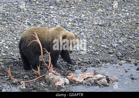 Grizzli près d'un cadavre de Caribou Banque D'Images