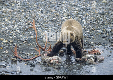 Grizzli près d'un cadavre de Caribou Banque D'Images