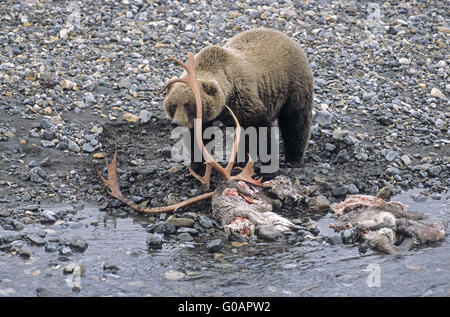 Grizzli près d'un cadavre de Caribou Banque D'Images