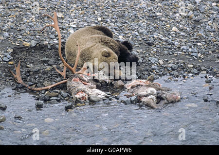 L'un Grizzli dormir près d'un cadavre de Caribou Banque D'Images