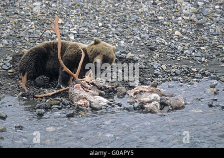 L'un Grizzli se reposant près d'un cadavre de Caribou Banque D'Images