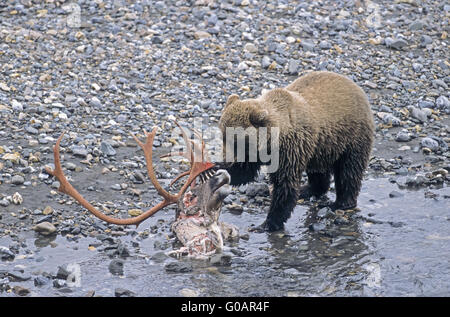 Grizzli à un cadavre de caribous tués de wolf Banque D'Images