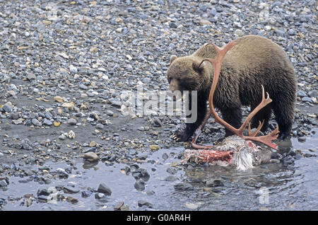 Grizzli à un cadavre de caribous tués de wolf Banque D'Images