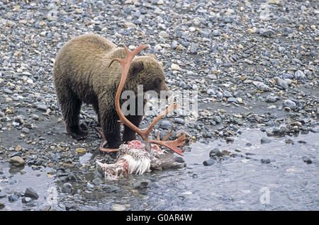 Grizzli à un cadavre de caribous tués de wolf Banque D'Images