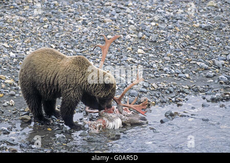 Grizzli à un cadavre de caribous tués de wolf Banque D'Images