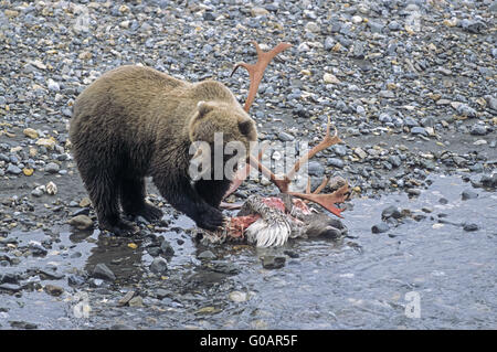 Grizzli à un cadavre de caribous tués de wolf Banque D'Images