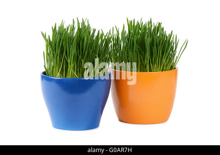 L'herbe verte en pot isolé sur fond blanc Banque D'Images