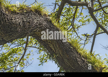 Les plantes épiphytes poussant sur un arbre Saint Kitts Ouest je Banque D'Images