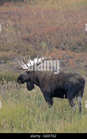 Bull Moose debout dans la toundra Banque D'Images