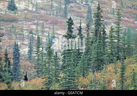 Les orignaux dans la saison du rut - Alaska (orignal) Banque D'Images