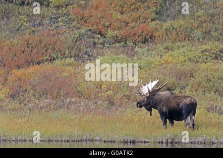 Bull Moose debout à côté d'un étang dans la toundra Banque D'Images