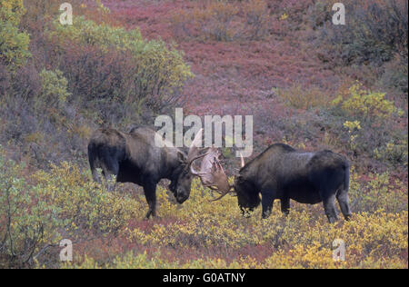 Bull Moose joyeusement les combats dans la toundra Banque D'Images