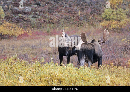 Bull Moose joyeusement les combats dans la toundra Banque D'Images