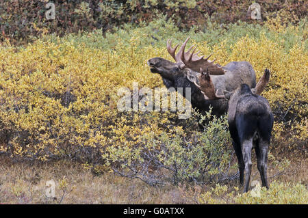 Bull Moose joyeusement les combats dans la toundra Banque D'Images