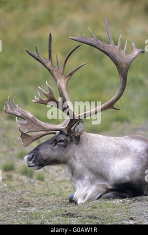 Caribou mâle en portrait repos dans la toundra Banque D'Images