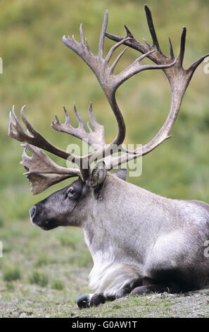 Caribou mâle en portrait repos dans la toundra Banque D'Images