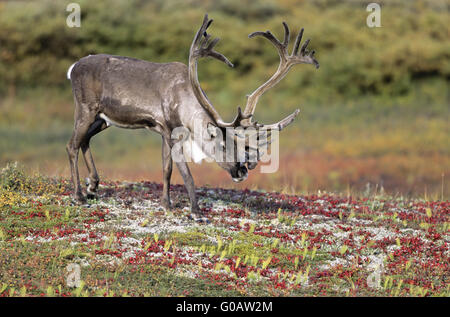 Caribou mâle avec du bois de velours dans l'été indien Banque D'Images