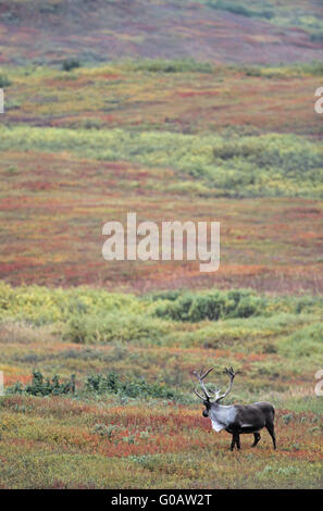 Caribou mâle avec du bois de velours dans la toundra Banque D'Images