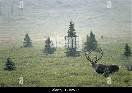 Caribou mâle avec du bois de velours dans la toundra Banque D'Images