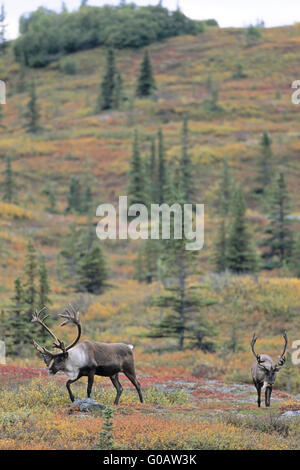 Les Caribous des bois de velours avec Bull dans la toundra Banque D'Images