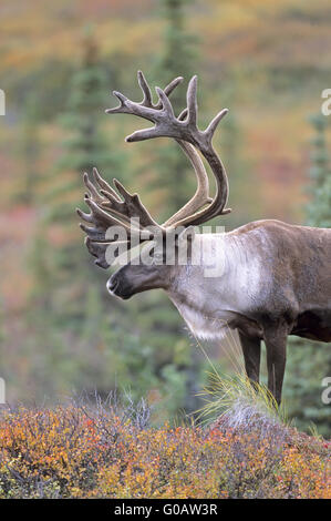 Caribou mâle avec du bois de velours en mode portrait Banque D'Images