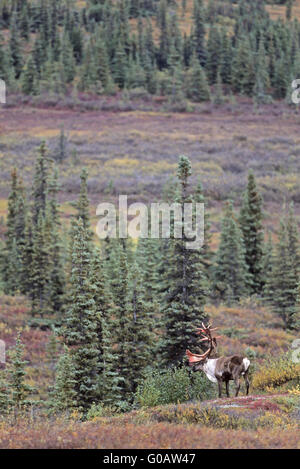 Caribou mâle avec des restes de bois de velours sur son Banque D'Images