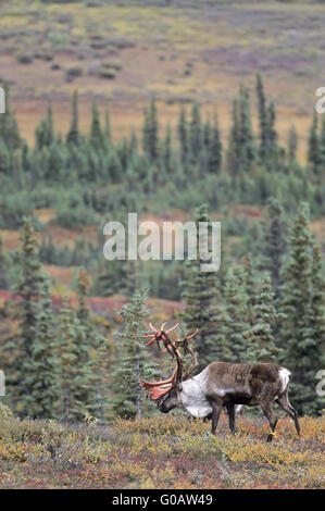 Caribou mâle avec des restes de bois de velours sur son Banque D'Images