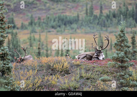 Bull Caribous de la toundra au repos à l'automne Banque D'Images