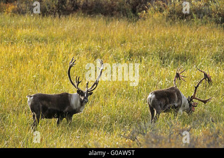 Bull Caribous debout dans la toundra à l'automne Banque D'Images