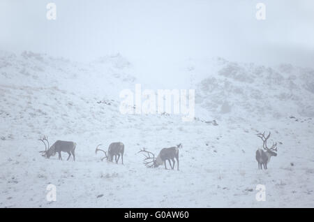 Bull Caribous debout dans la toundra couverte de neige Banque D'Images