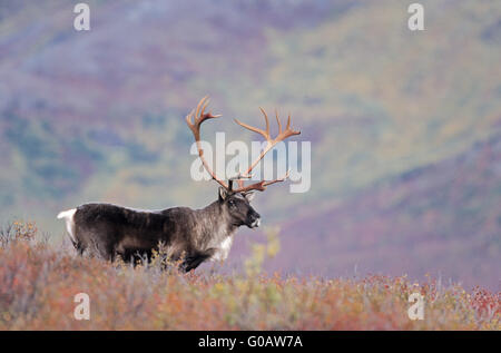 Caribou mâle dans l'été indien sur la toundra Banque D'Images